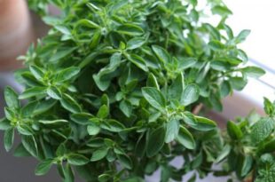 مزایای پونه از نظر ابوعلی سینا